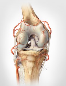 Ant-Knee