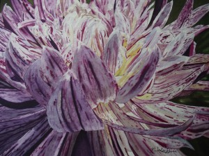 vers2_2015Aof_firstplace_Kimberlee Nentwig_Dahlia Darling