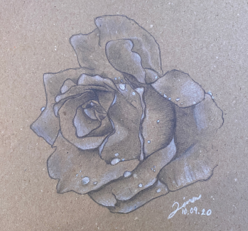 Angelina Flores, Grade11, Flower Composition, graphite and white charcoal
Teacher: Cathy Bateman, Arts Academy at Benjamin Rush