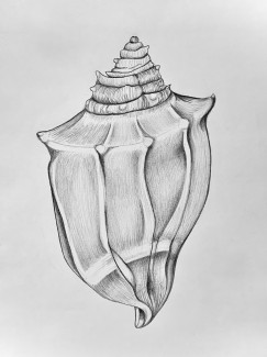Victoria-Cao-12th-Sea-Shell-Pencil
Teacher: Jose Sebourne, Northeast High School