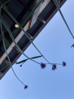Janiya-Jenkins-Grade10-Sky-Flower-Digital-Photograph
Teacher: Louis Mazza, Arts Academy at Benjamin Rush