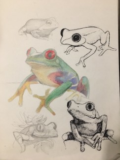 JusticeHarris.12.FrogFriends
Teacher: Marzuoli, Academy At Palumbo
