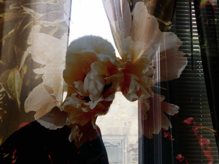 Anthony McFarlane, 12, Photography, Blossom
Teacher: Ms. Raynor, Northeast High School